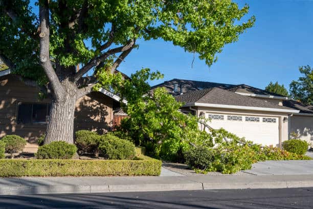 Emergency Tree Service Columbia