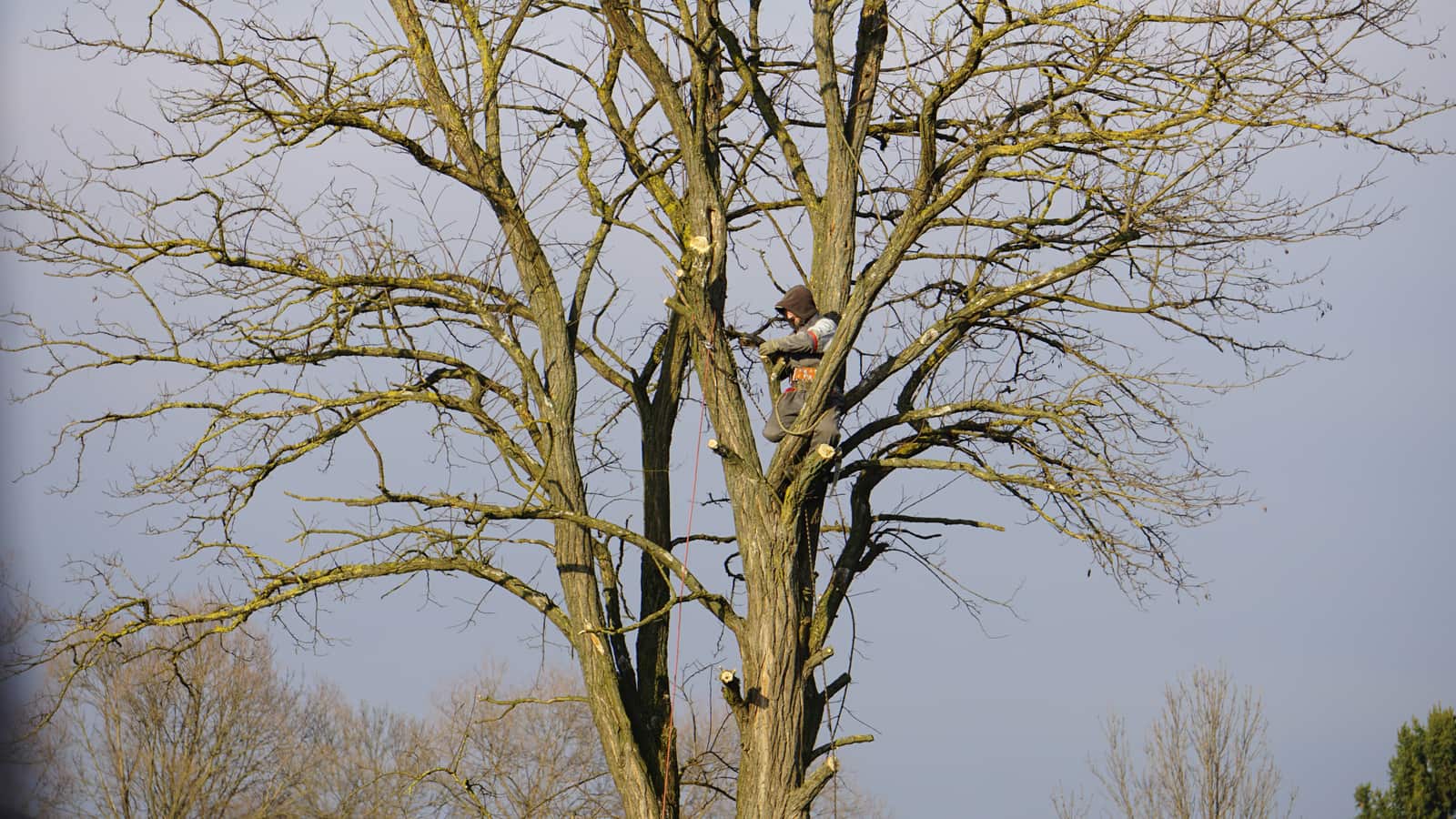 Tree Health Care Columbia SC