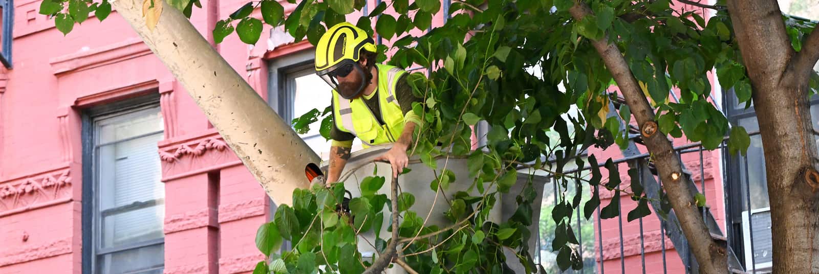 Tree Trimming Columbia SC